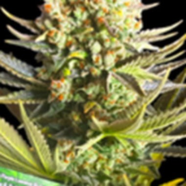 Bsb  Genetics  Cannabis  Seeds  Purple  Berry  Punch