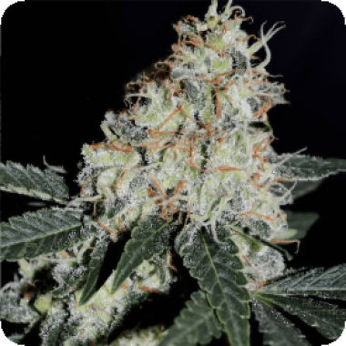Bsb  Genetics  Cannabis  Seeds  Stardawg