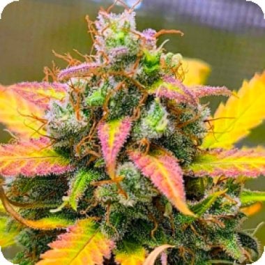 Bsb  Genetics  Cannabis  Seeds  Strawberry  Banana