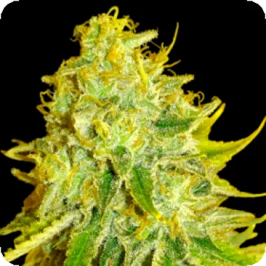 Bsb Genetics Cannabis Seeds Watermelon Zkittles