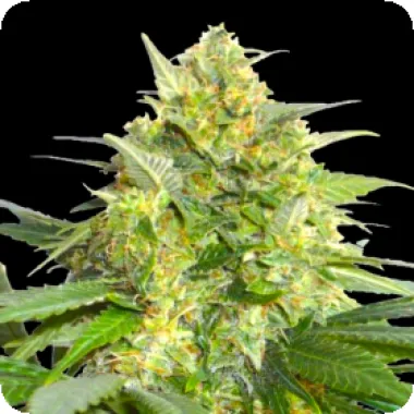Bsb Genetics Cannabis Seeds Widow Maker