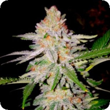 Bsb  Genetics  Cannabis  Seeds  Zkittles