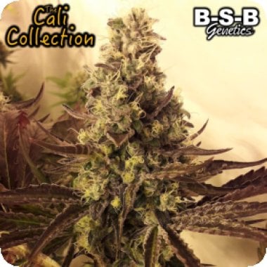 Bsbs  Cali  Connection  Cannabis  Seeds  Cali  Connection  Cali  Cookies