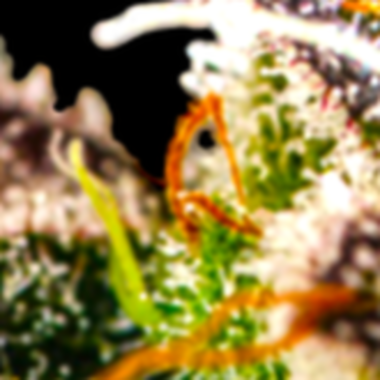 Bsbs Cali Connection Cannabis Seeds Cali Connection Cookie Glue Xl