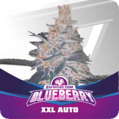 Bsf  Cannabis  Seeds  Blueberry  Xxl  Auto
