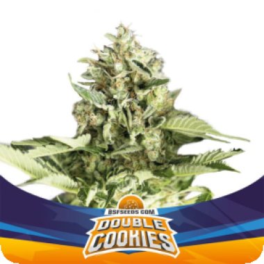Bsf  Cannabis  Seeds  Double  Cookies  Auto