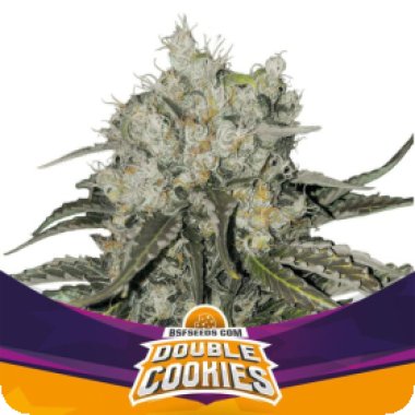 Bsf  Cannabis  Seeds  Double  Cookies