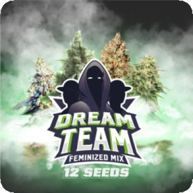 Bsf  Cannabis  Seeds  Dream  Team  Feminized  Mix
