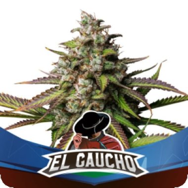 Bsf  Cannabis  Seeds  El  Gaucho  Faster  Flowering