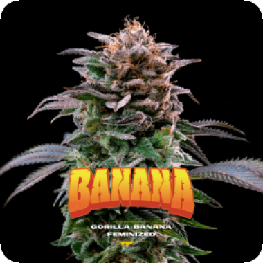 Bsf  Cannabis  Seeds  Gorilla  Banana