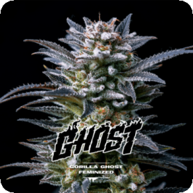 Bsf  Cannabis  Seeds  Gorilla  Ghost