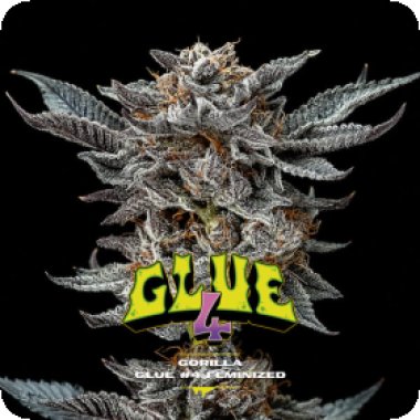 Bsf  Cannabis  Seeds  Gorilla  Glue 4