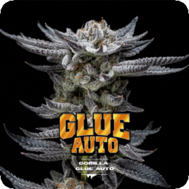Bsf  Cannabis  Seeds  Gorilla  Glue  Auto