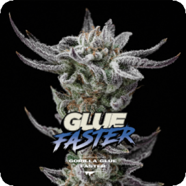 Bsf  Cannabis  Seeds  Gorilla  Glue  Faster