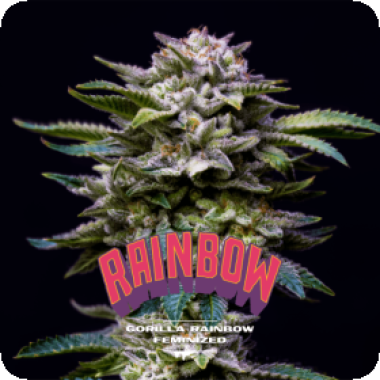 Bsf  Cannabis  Seeds  Gorilla  Rainbow