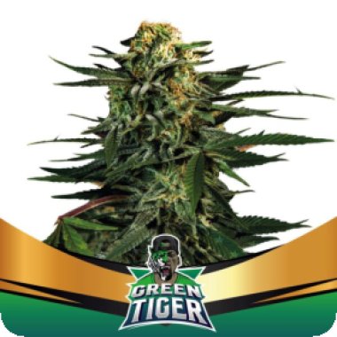 Bsf  Cannabis  Seeds  Green  Tiger  Faster  Flowering