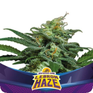 Bsf  Cannabis  Seeds  Lebron  Haze  Xxl  Auto