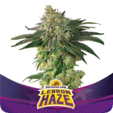 Bsf  Cannabis  Seeds  Lebron  Haze