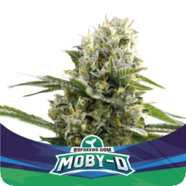 Bsf  Cannabis  Seeds  Moby  D  Xxl  Auto