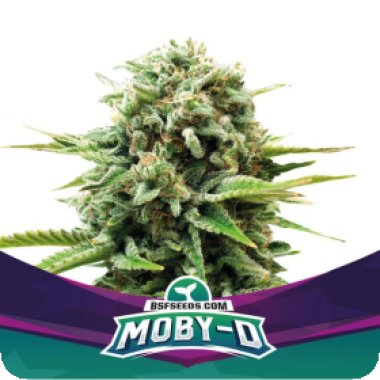 Bsf  Cannabis  Seeds  Moby  D