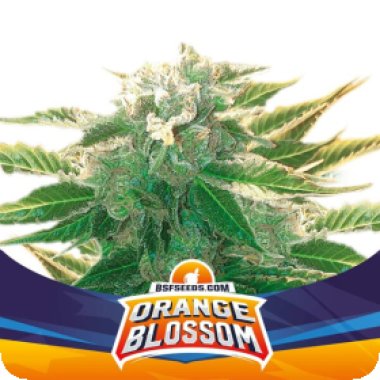 Bsf  Cannabis  Seeds  Orange  Blossom  Xxl  Auto