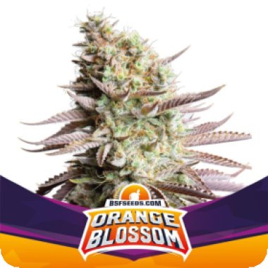 Bsf  Cannabis  Seeds  Orange  Blossom