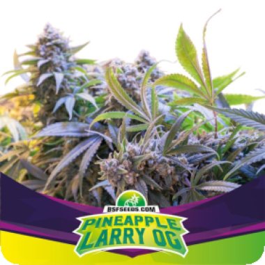Bsf  Cannabis  Seeds  Pineapple  Larry  Og