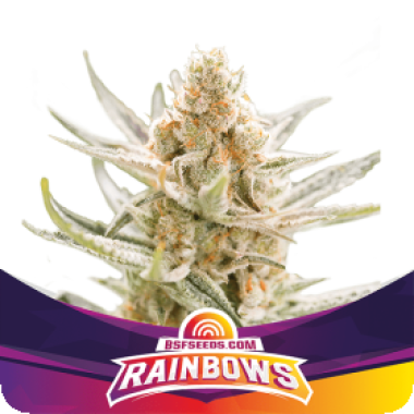 Bsf  Cannabis  Seeds  Rainbows