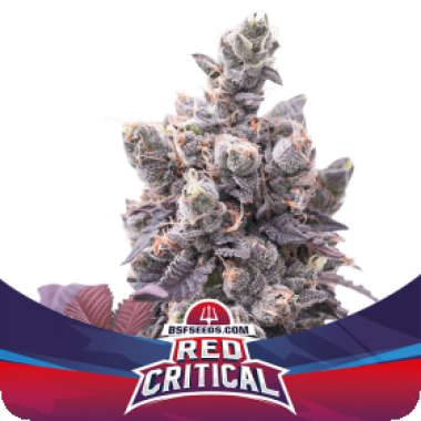 Bsf  Cannabis  Seeds  Red  Critical  Auto