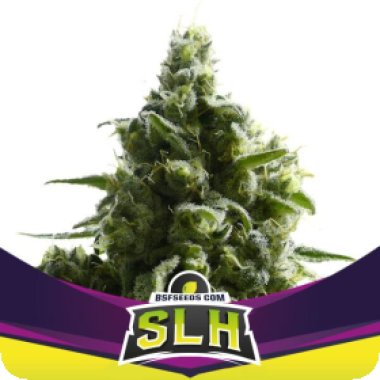 Bsf  Cannabis  Seeds  Slh