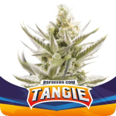 Bsf  Cannabis  Seeds  Tangie  Xxl  Auto