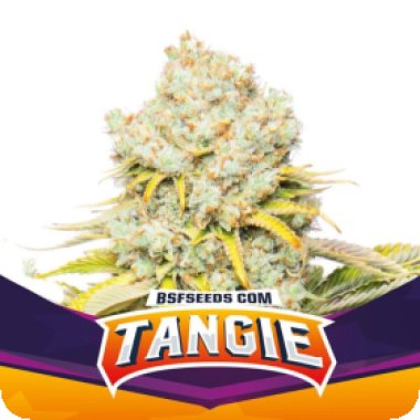 Bsf  Cannabis  Seeds  Tangie