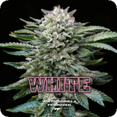 Bsf  Cannabis  Seeds  White  Gorilla