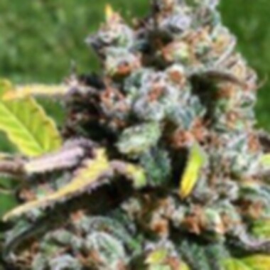 C B D Cannabis Seeds Auto Ak