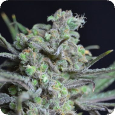 C  B  D  Cannabis  Seeds  Critical