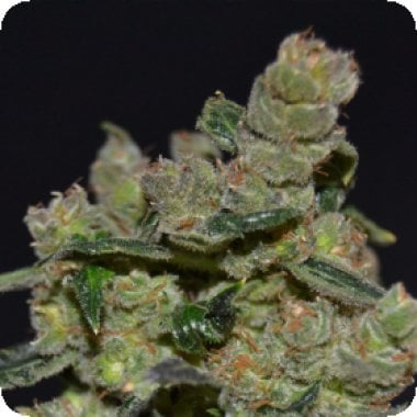 C  B  D  Cannabis  Seeds  Diesel