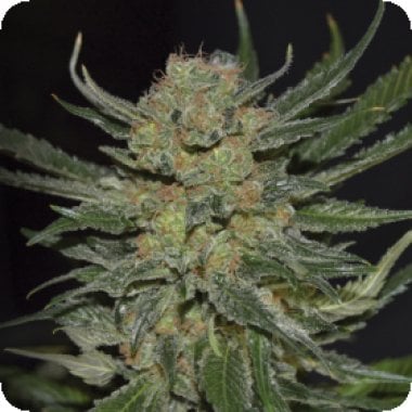 C B D Cannabis Seeds Domina