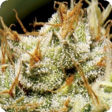 C B D Cannabis Seeds Yumbolt