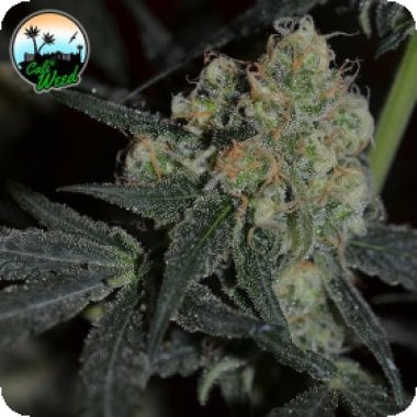 Cali Weed Cannabis Seeds Biscotti Peach