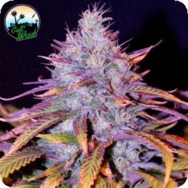 Cali Weed Cannabis Seeds Blue Dream