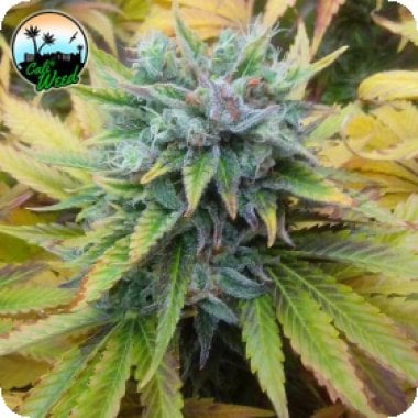 Cali Weed Cannabis Seeds Cali Dream