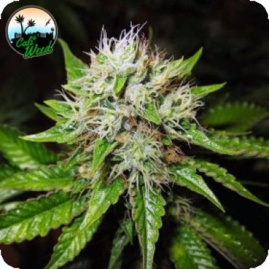 Cali Weed Cannabis Seeds Jon Snow Auto
