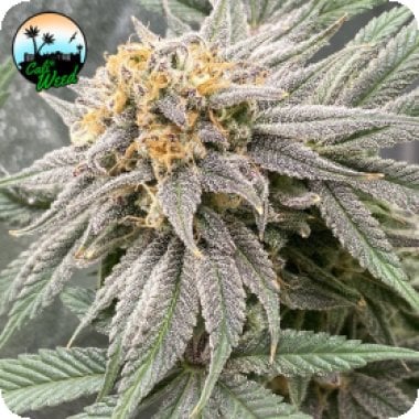 Cali Weed Cannabis Seeds Pink Runtz Auto
