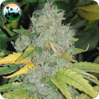 Cali Weed Cannabis Seeds Raspberry Zkittlez Auto