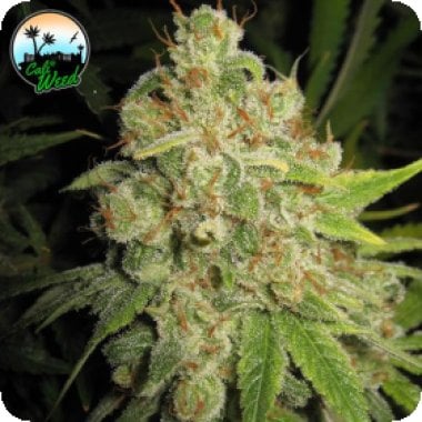 Cali Weed Cannabis Seeds Raspberry Zkittlez