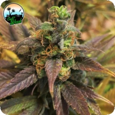Cali Weed Cannabis Seeds Starburst