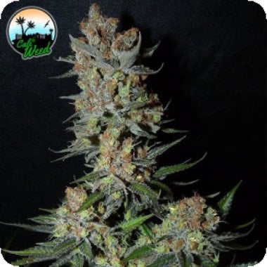 Cali Weed Cannabis Seeds Strawberry Banana Smoothie