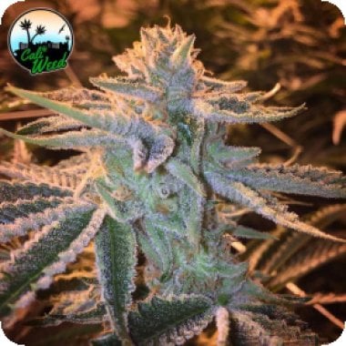 Cali Weed Cannabis Seeds Sunset Sherbet