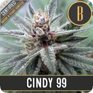 Cindy99