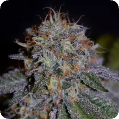 Cream Of The Crop Cannabis Seeds Biscotti